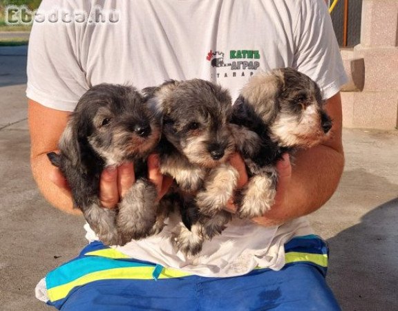Miniature Schnauzer pepper salt