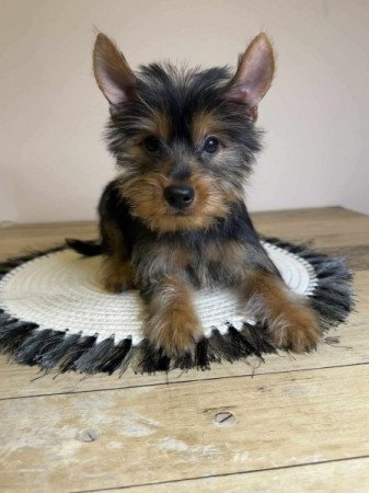 Yorkshire terrier