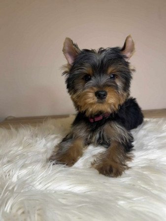 Yorkshire Terrier