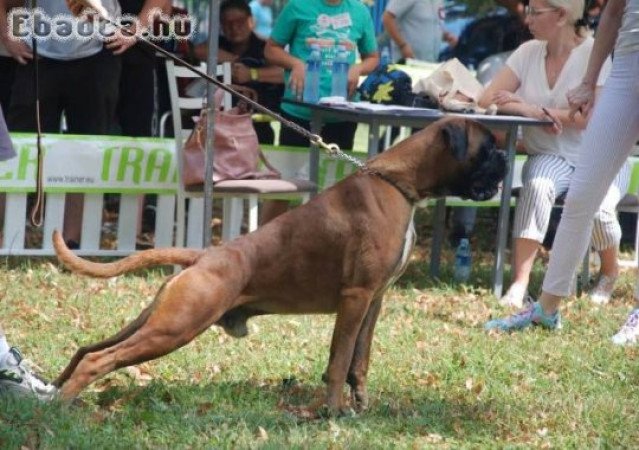 Német boxer, fiatal kutya