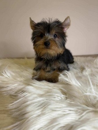 Yorkshire terrier