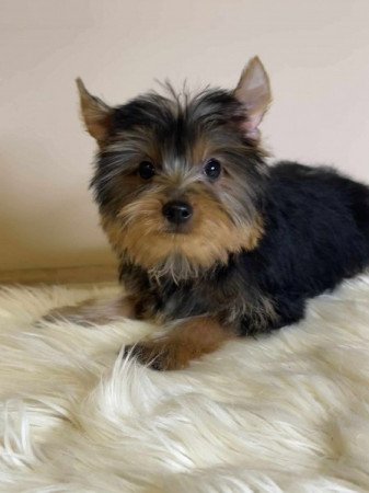 Yorkshire terrier