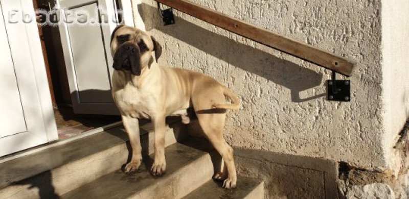 Bullmasztiff eladó