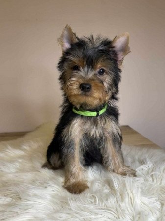 Yorkshire terrier
