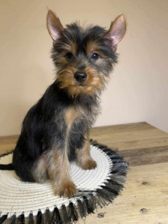 Yorkshire terrier