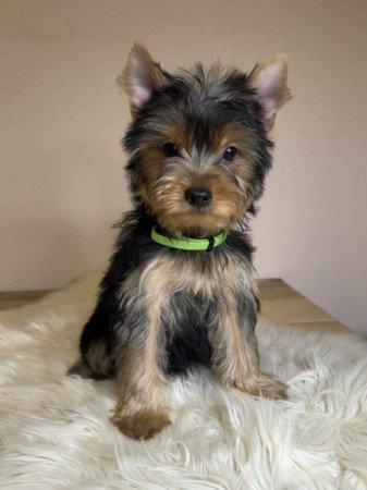 Yorkshire terrier