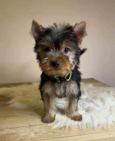 Yorkshire terrier