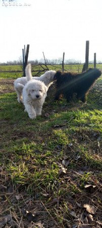 Komondor kiskutyák