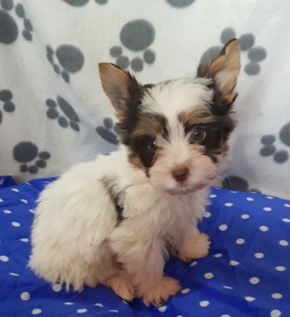 Yorkshire terrier biewer MINI csoki