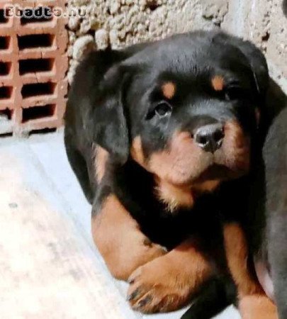 Rottweiler kölykök