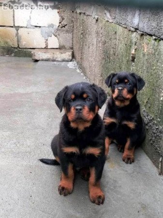 Rottweiler kölykök