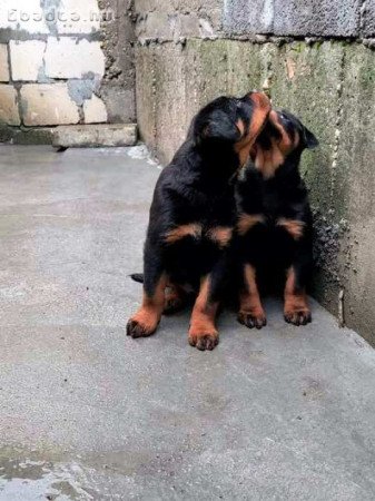 Rottweiler kölykök