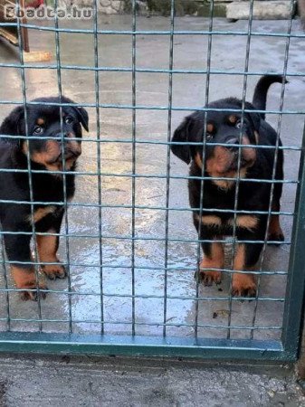 Rottweiler kölykök