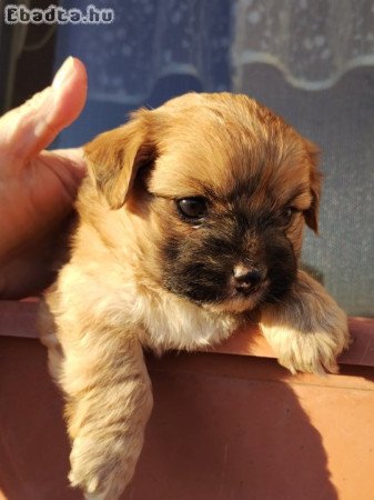 Bichon havanese