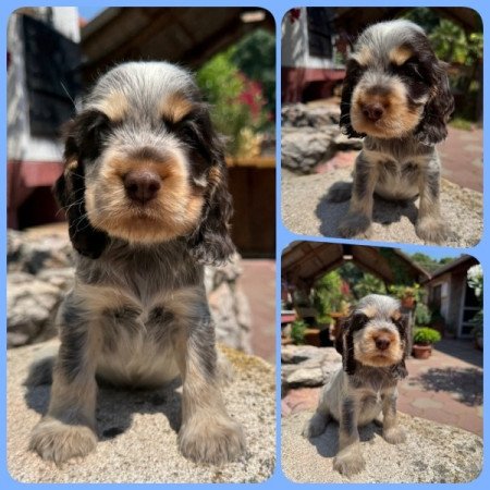 Angol cocker spániel