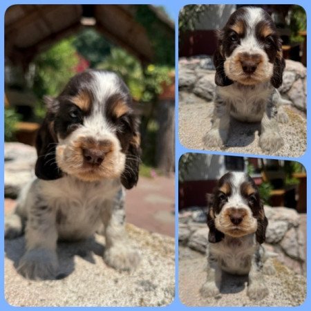 Angol cocker spániel