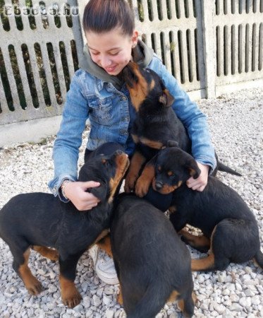 Eladó Rottweiler fajtatiszta jellegű kiskutya