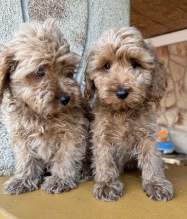 Cockapoo (uszkár&spániel)