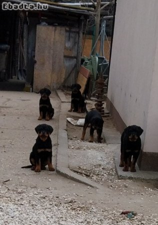 Eladó Rottweiler fajtatiszta jellegű kiskutya