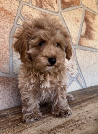 Maltipoo (máltai&t.uszkár)