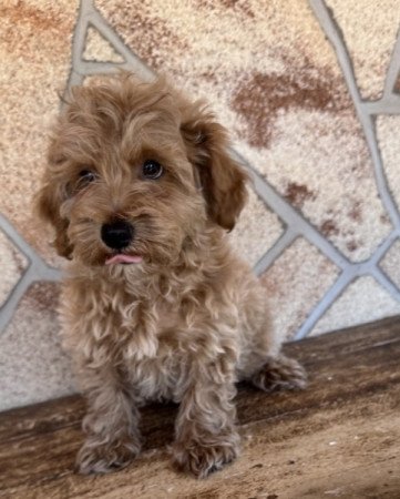 Maltipoo (máltai&t.uszkár)