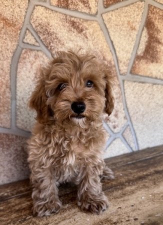 Maltipoo (máltai&t.uszkár)