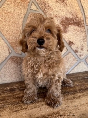 Maltipoo (máltai&t.uszkár)