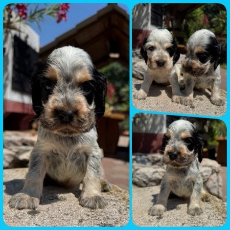 Angol cocker spániel