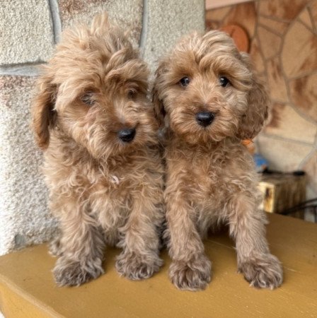Cockapoo (uszkár&spániel)