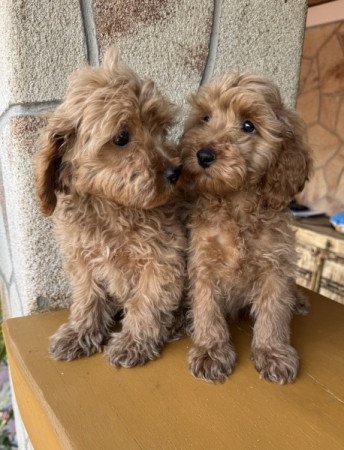 Cockapoo (uszkár&spániel)