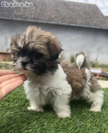 Eladó Shi-tzu kölykök
