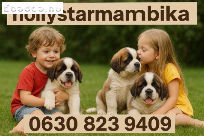 Szent Bernáthegyi kiskutyák Tenyészetből