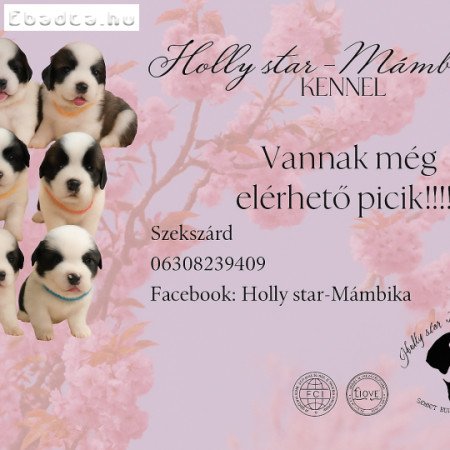 Eladó Bernáthegyi Kiskutyák