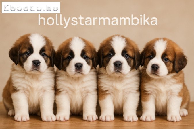 Bernáthegyi kiskutyák garanciásTenyészetből!