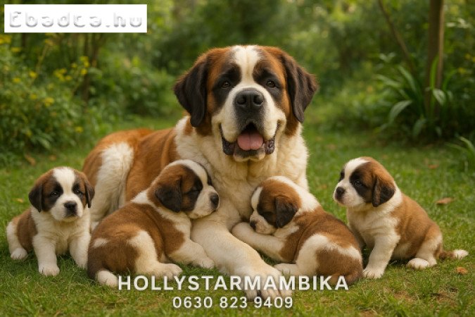 Eladó Bernáthegyi Kiskutyák