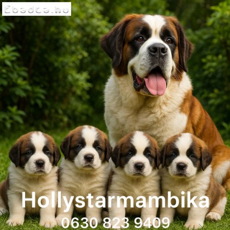 Eladó szent Bernáthegyi kiskutyák