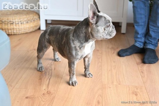 Francia bulldog szuka  (kimagasló vérvonal)