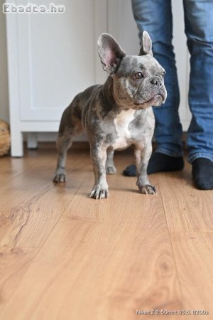 Francia bulldog szuka  (kimagasló vérvonal)