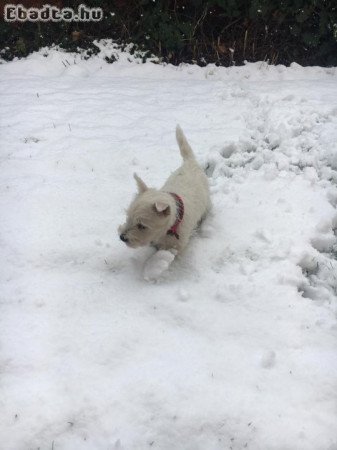 Eladó 3 hónapos westie kan kiskutya