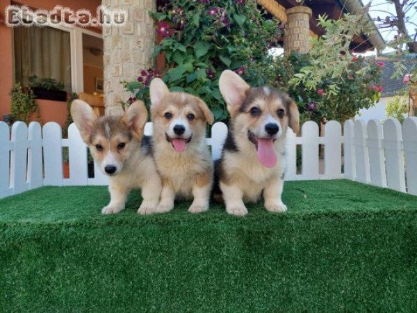 Welsh Corgi puppies