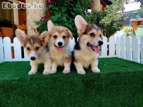 Welsh Corgi puppies