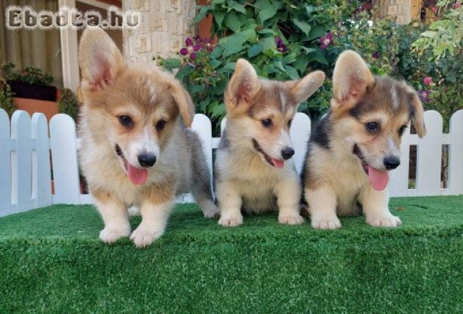 Welsh Corgi puppies