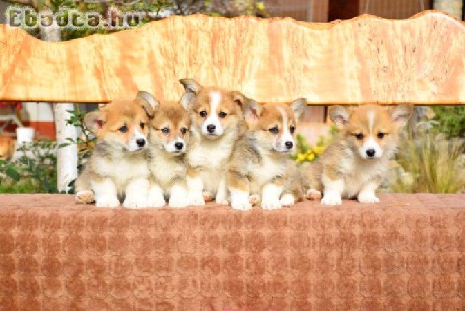 Welsh Corgi puppies