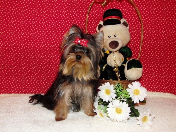 Yorkshire Terrier, Yorki