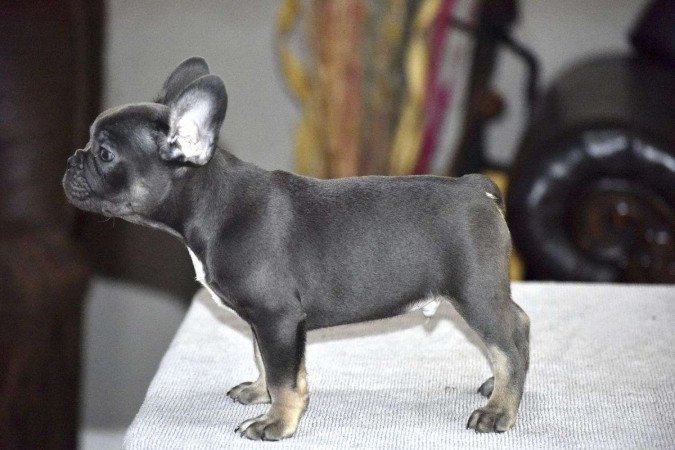Francia bulldog kölykök
