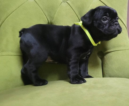 Francia bulldog kölykök