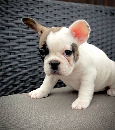 Francia bulldog kölykök