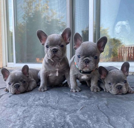 Francia bulldog kölykök