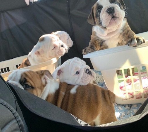 Angol bulldog kölykök