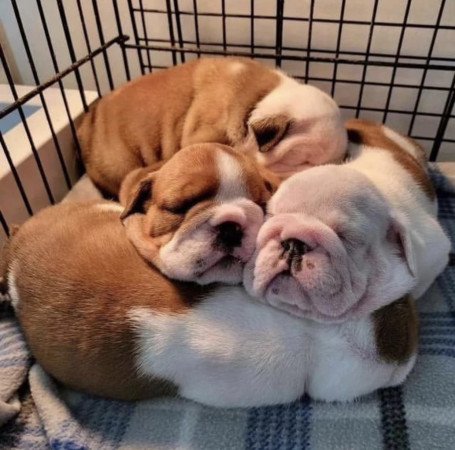 Angol bulldog kölykök